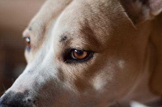 Seven signs of eye disease in cats and dogs