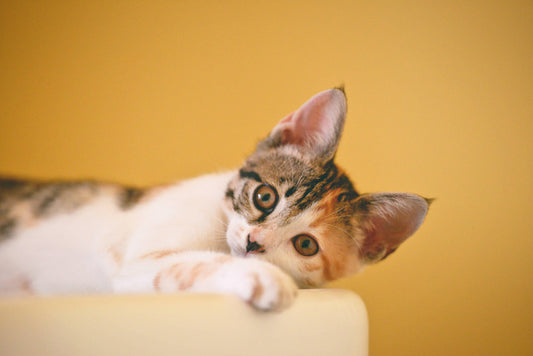How to know if your cat has an ear problem