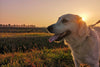 Preventing heatstroke in dogs