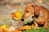 Five autumn hazards for dogs: how to keep your dog safe