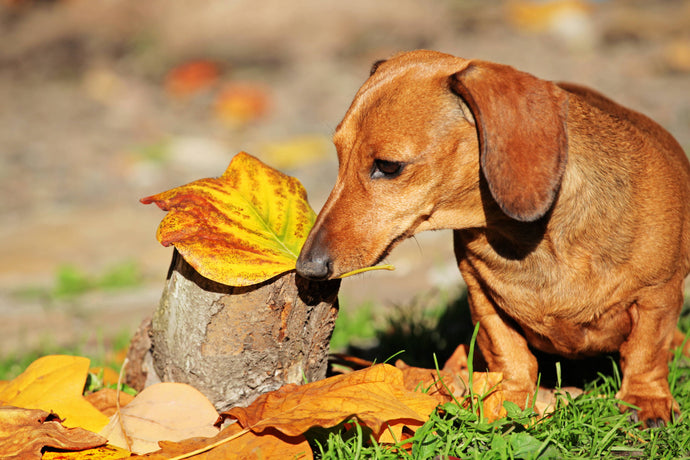 Five autumn hazards for dogs: how to keep your dog safe