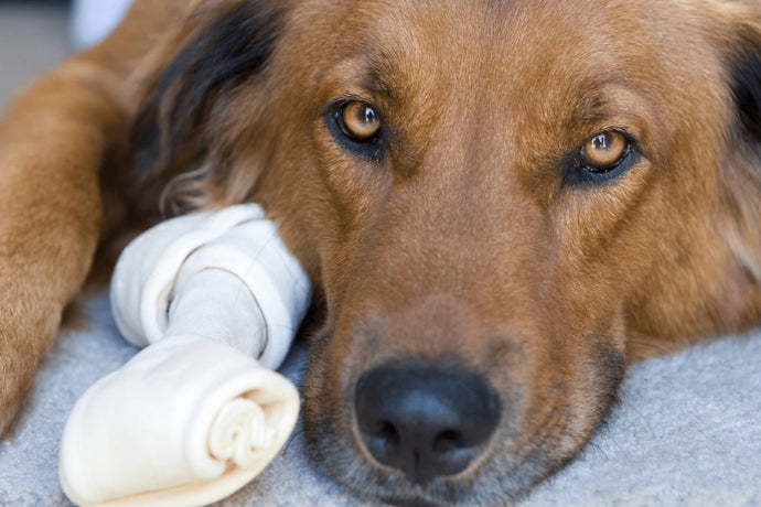 Is rawhide a safe treat for dogs?