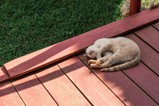 How to prevent heatstroke in cats