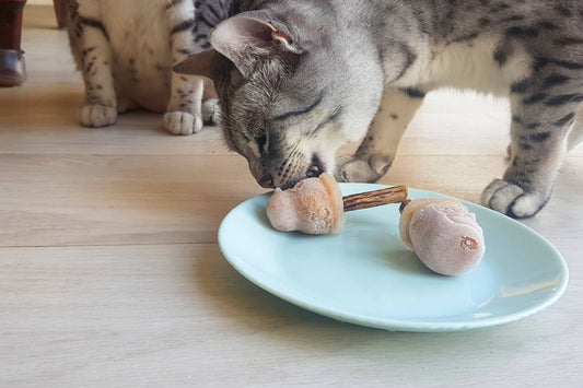 Vet's recipe: frozen treat for cats