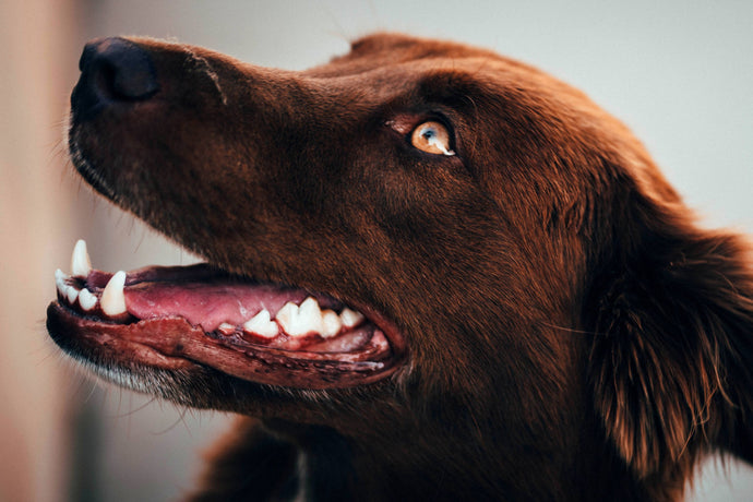 Taking the best care of your dog's teeth