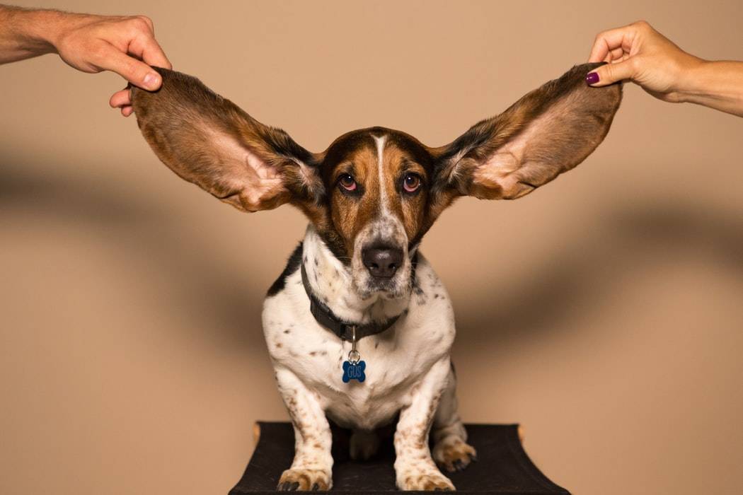 How to keep your dog's ears clean