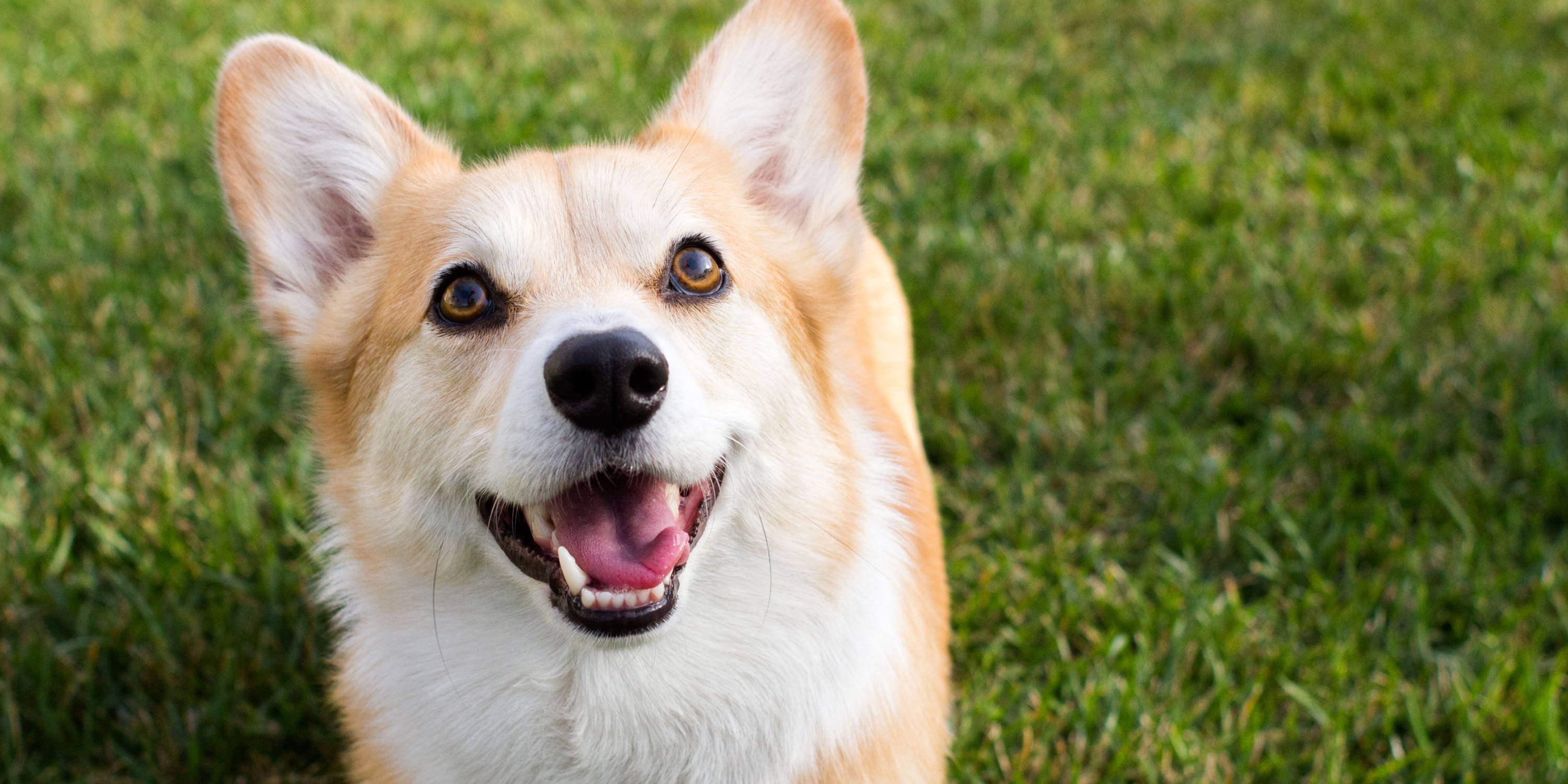 10 Royal Facts About Corgis