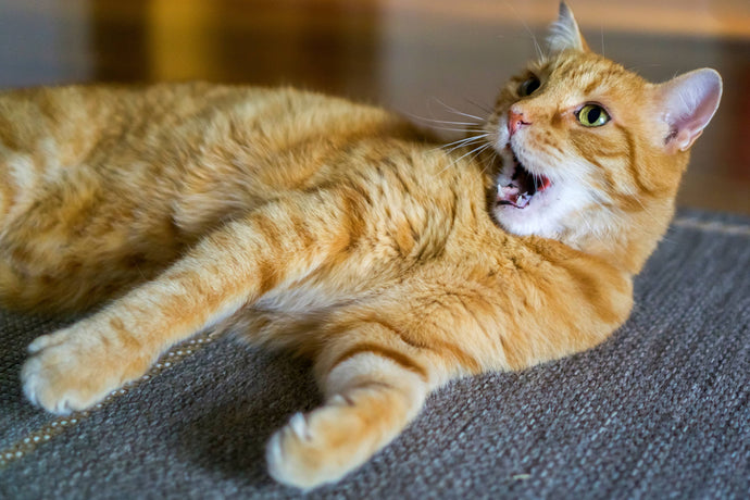 Dental health in cats: taking care of your cat's teeth