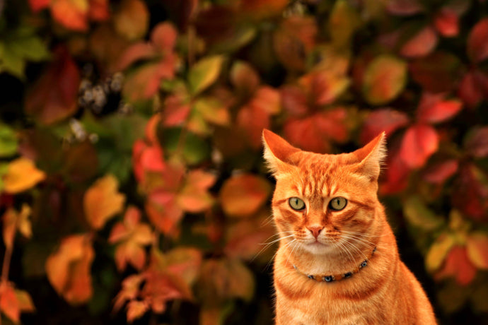 Six autumn hazards for cats: how to keep your cat safe