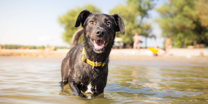 9 cool things to do with your dog this summer