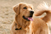 6 Facts about Golden Retrievers