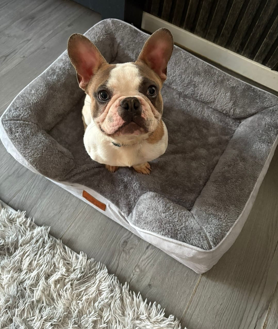 Joii Pet Shop