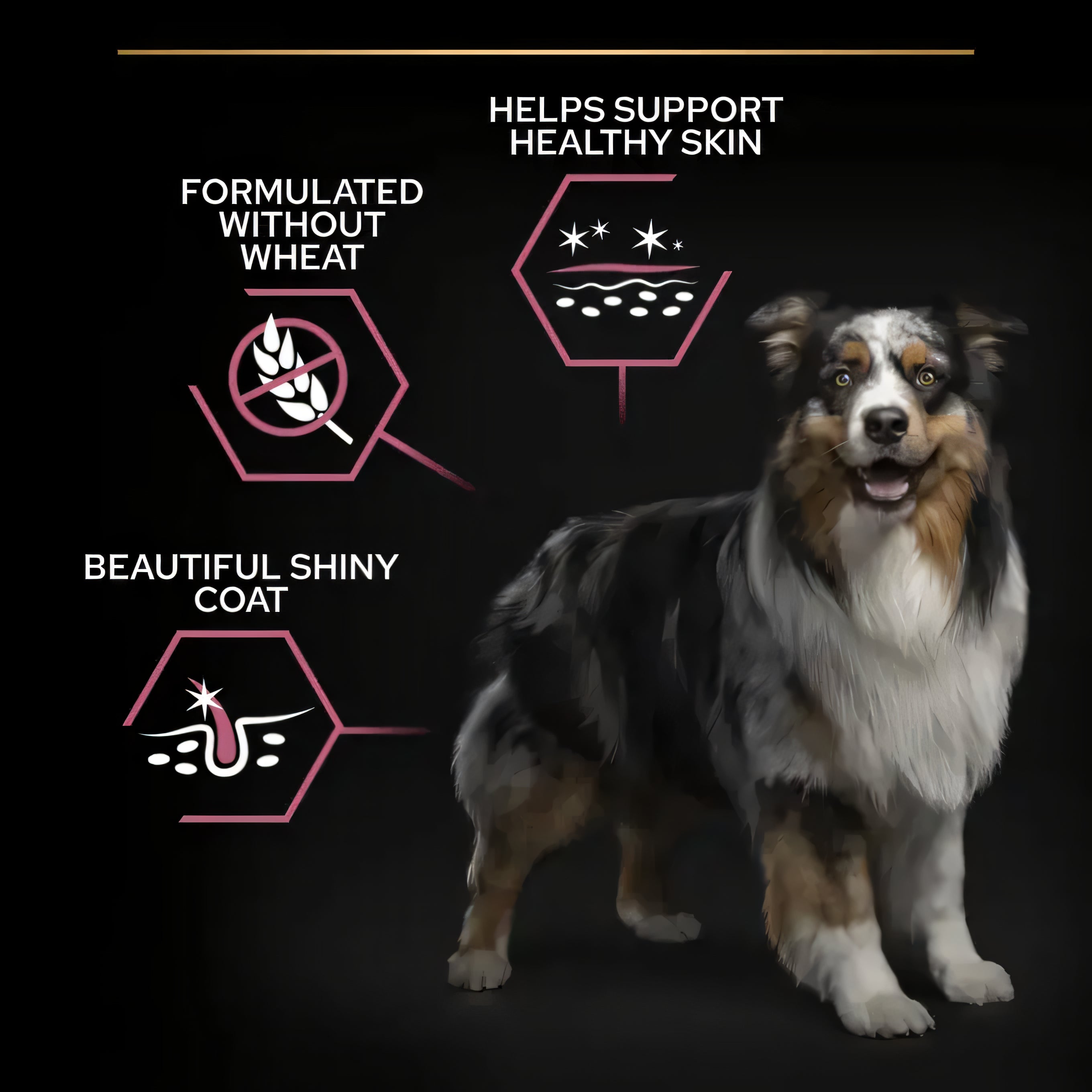 Joii Pet Shop