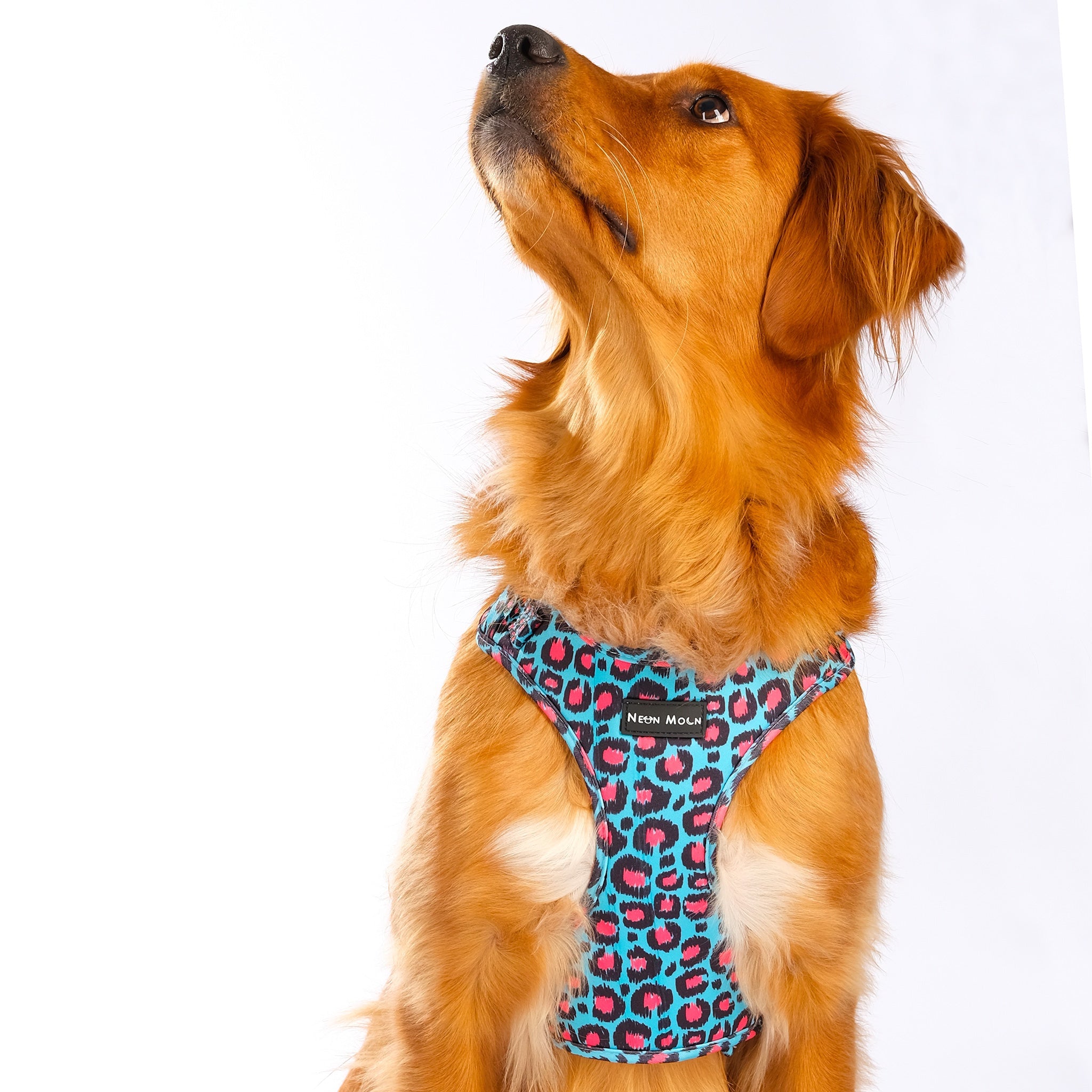 Joii Pet Shop