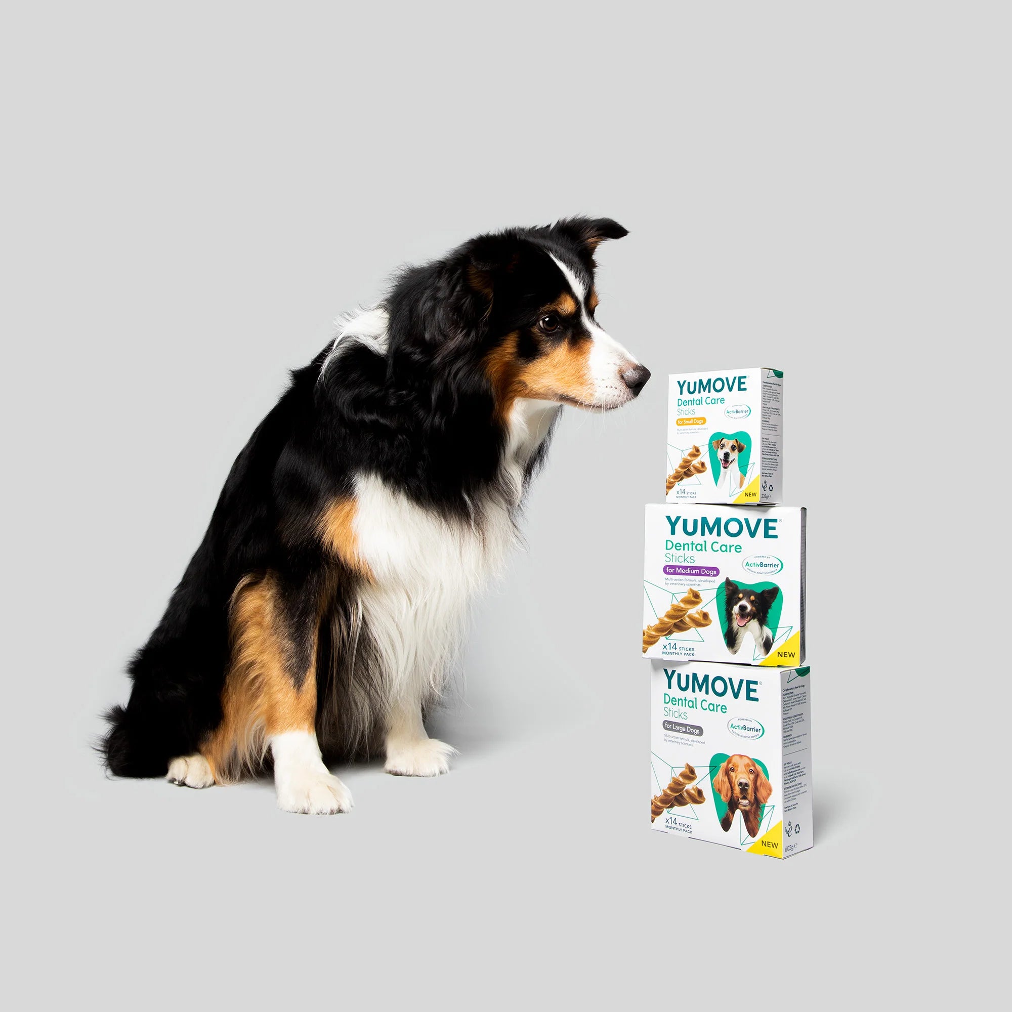 Joii Pet Shop